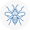 Northamptonshire Hornet Nest Removals