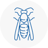 Northamptonshire Wasp Nest Removal